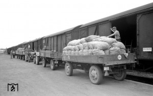 78810 Pfälzer Frühkartoffel Limburgerhof 1963.jpg