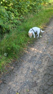 IMG-20240827-WA0026.jpeg