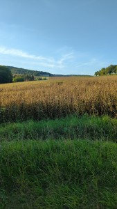 IMG-20240827-WA0018.jpeg