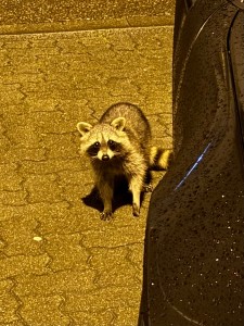 IMG_0958.jpeg