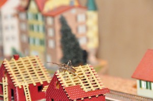 DSC_4810.JPG