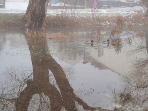 IMG_20250106_084229.jpg