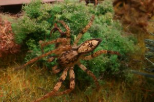 Ureinwohner auf einer 52 Jahre alten Anlage