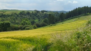 IMG-20250609-WA0021.jpeg