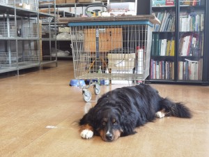 IMG_20250615_141339.jpg (1011.61 KiB) 450 mal betrachtet Emmi vor meinen Exponaten (auf dem Gitterwagen).