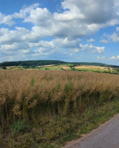 PXL_20250715_150722269.PANO.jpg
