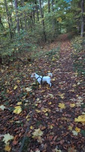 WhatsApp Bild 2025-10-19 um 09.12.10_355e9d91.jpg