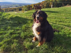 Emmi gestern als Wachhund für Ziegen, oberhalb von Salach neben der Burg Staufeneck.