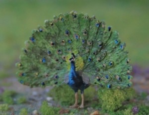 pfau.jpg